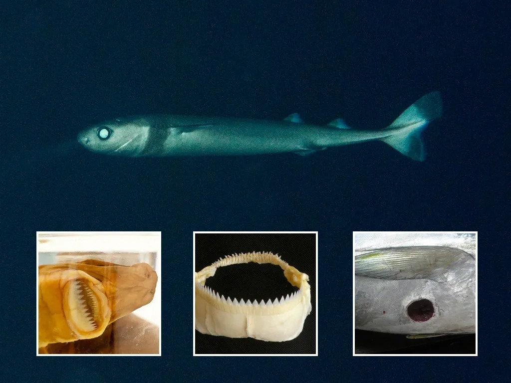 达摩鲨咬死虎鲸,被达摩鲨咬过的虎鲸