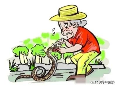 蛇为什么会把蛇打死,打蛇一定要打死不然蛇会来报复你
