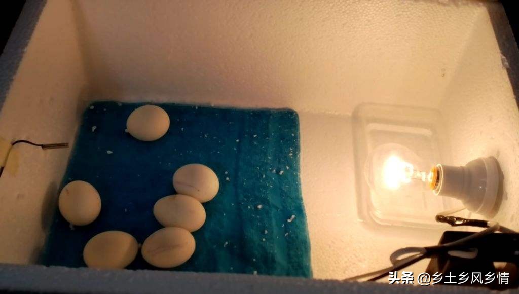 用纸盒子做孵化器不用电灯泡,制作迷你小鸡孵化器不用电灯泡