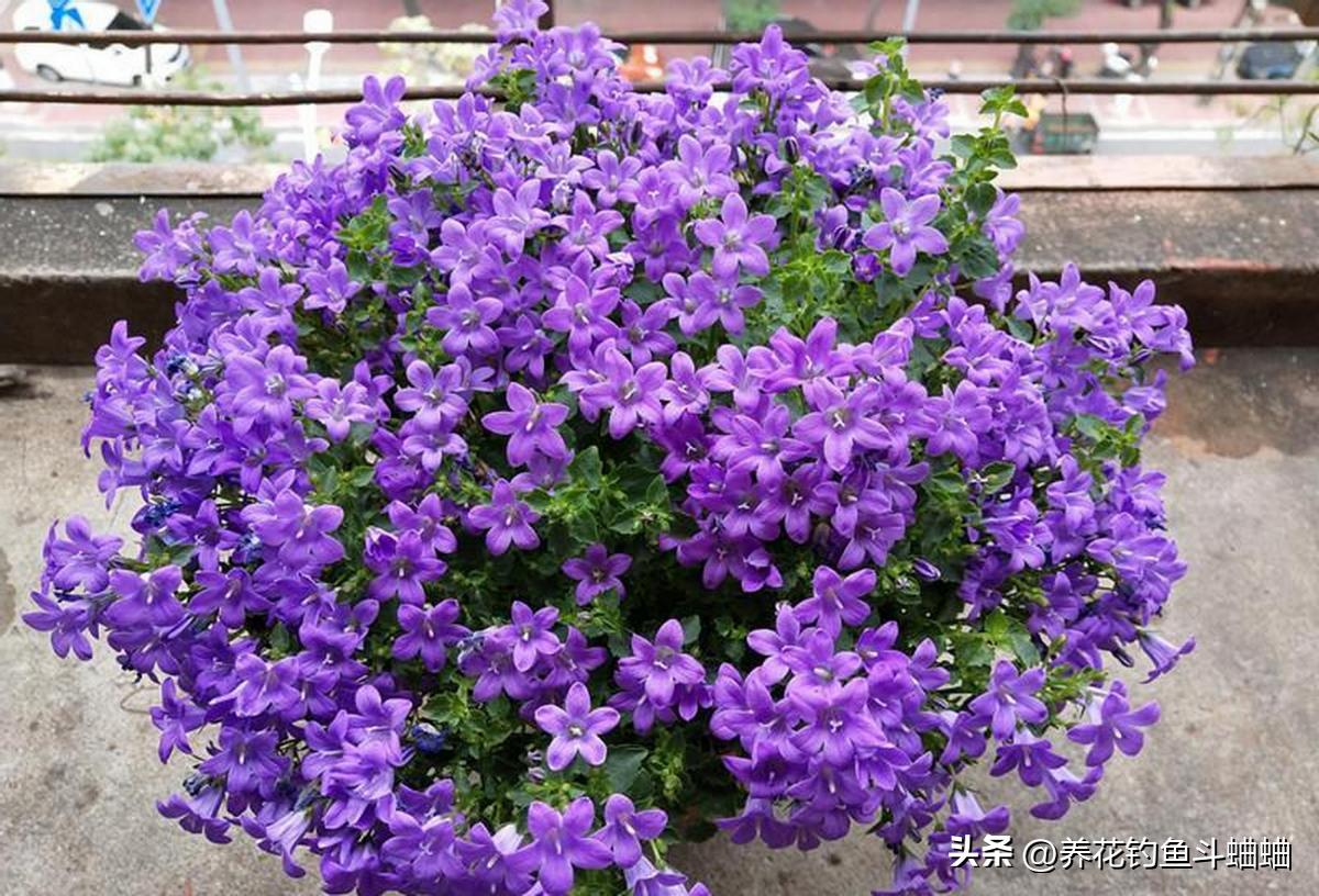 风铃花的养护方法,风铃花的养护视频横向