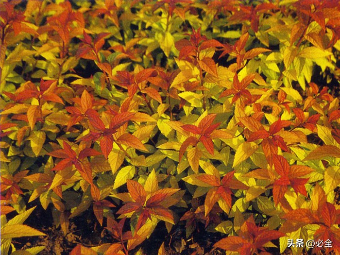 四季常青又耐寒又耐热的小灌木,什么灌木好看耐养又耐寒耐晒