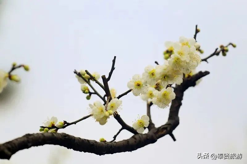 赏梅胜地梅园,赏梅好时节
