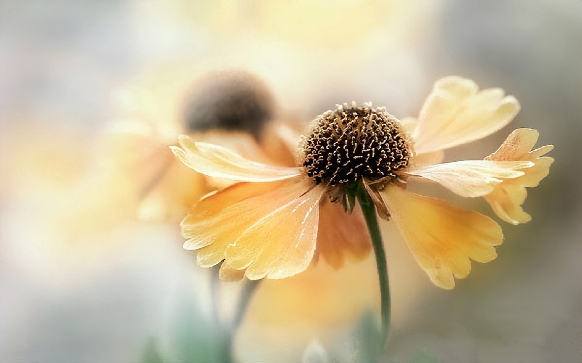 简单快乐的心态句句唯美走心,心态阳光的唯美短句