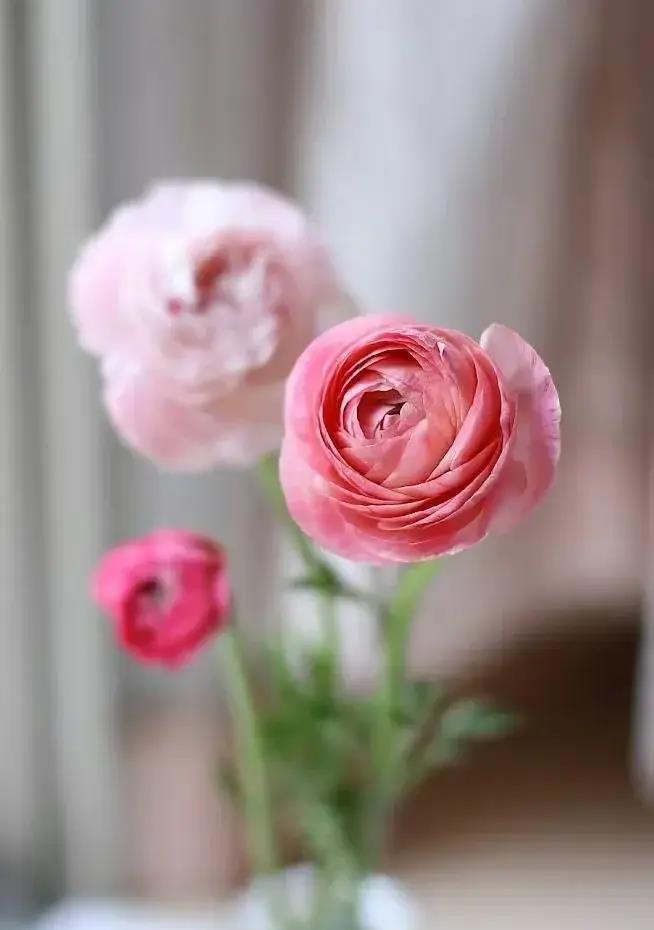 公公照顾偏瘫儿媳,公公帮瘫痪儿媳锻炼