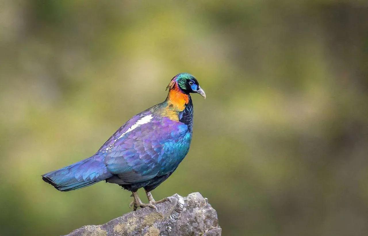 绿尾虹雉摄影,绿尾虹雉鹰鸡