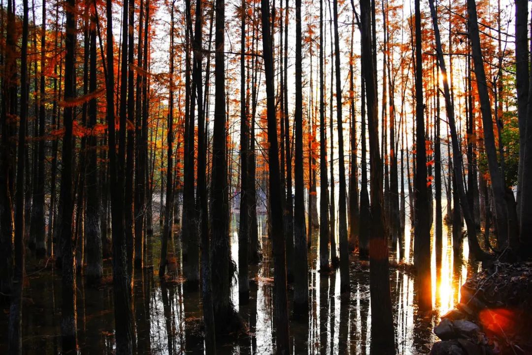 这座被赚钱耽误的浙江小县城，藏着无数吃货惦记的世界美食