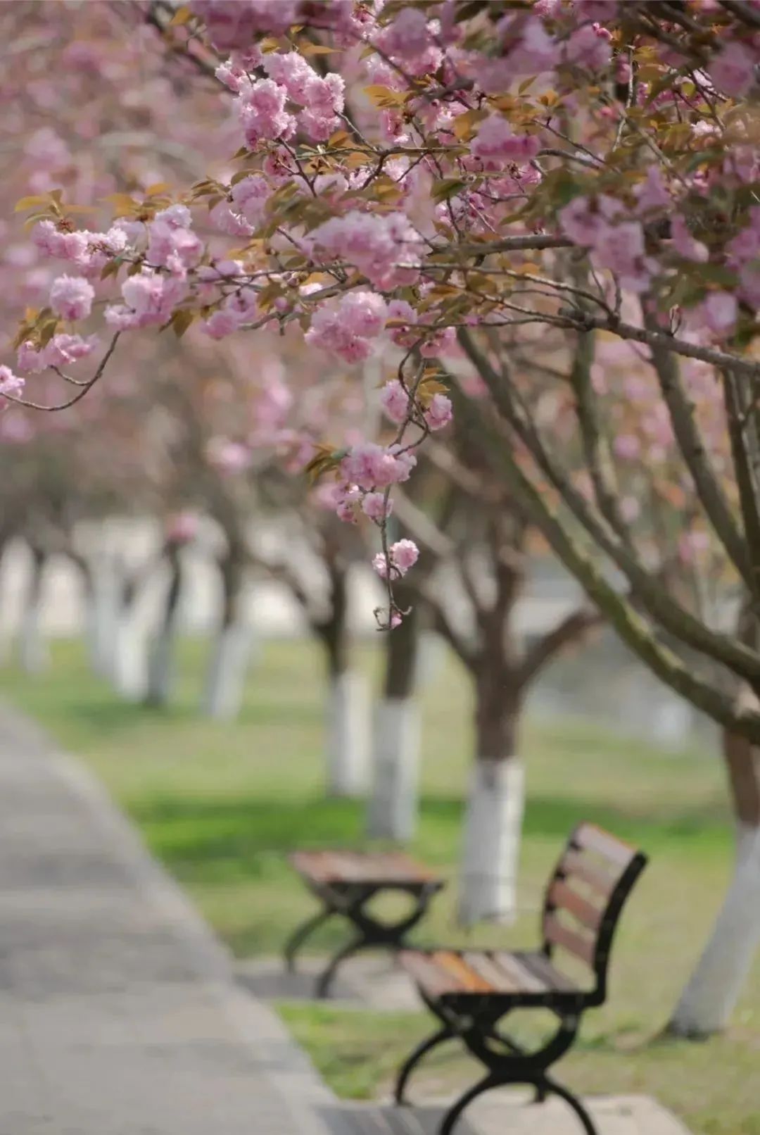 成都周边赏花烧烤一日游推荐免费,成都赏樱花露营