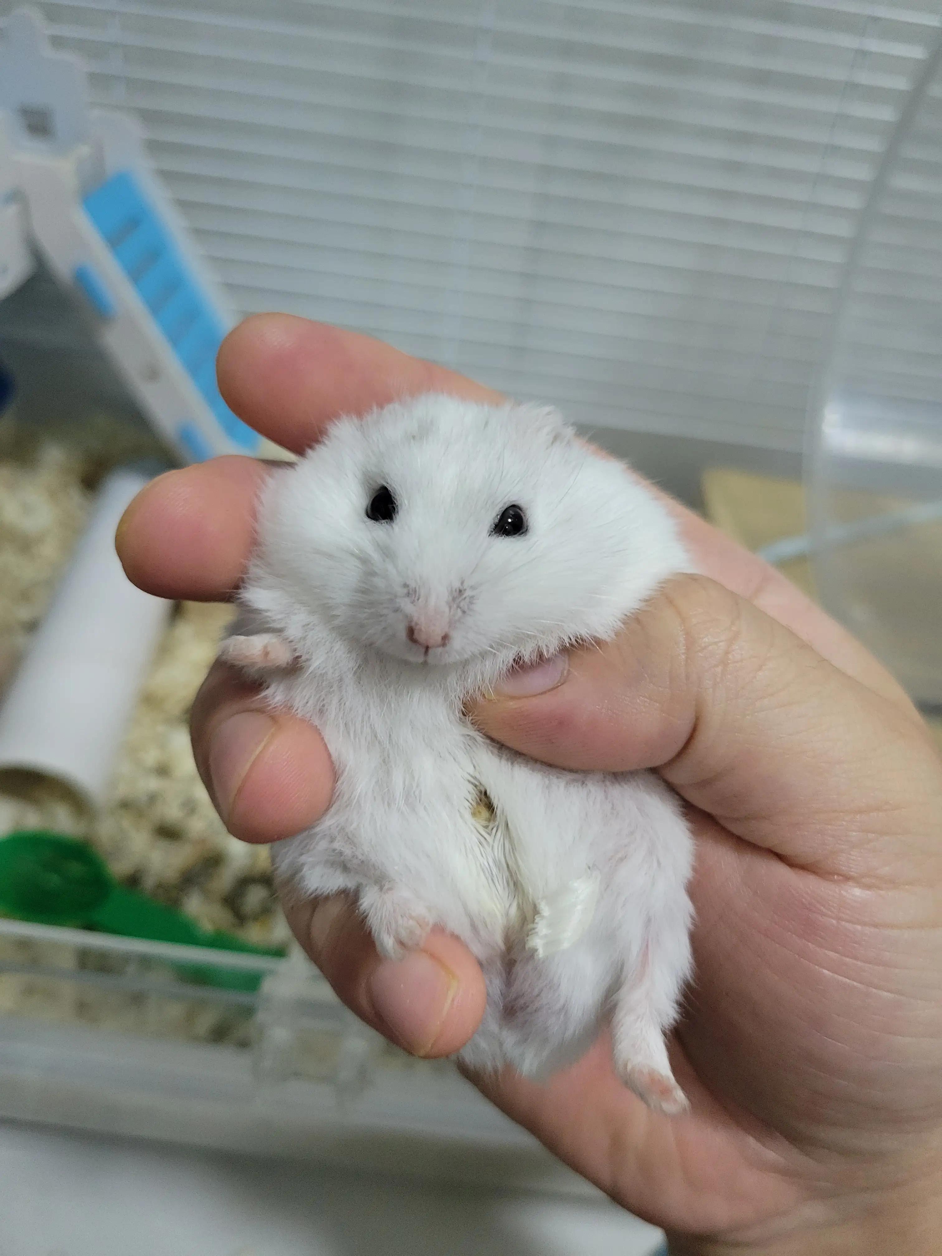 用罐头瓶可以给仓鼠做躲避屋吗,罐头瓶可以当仓鼠窝吗