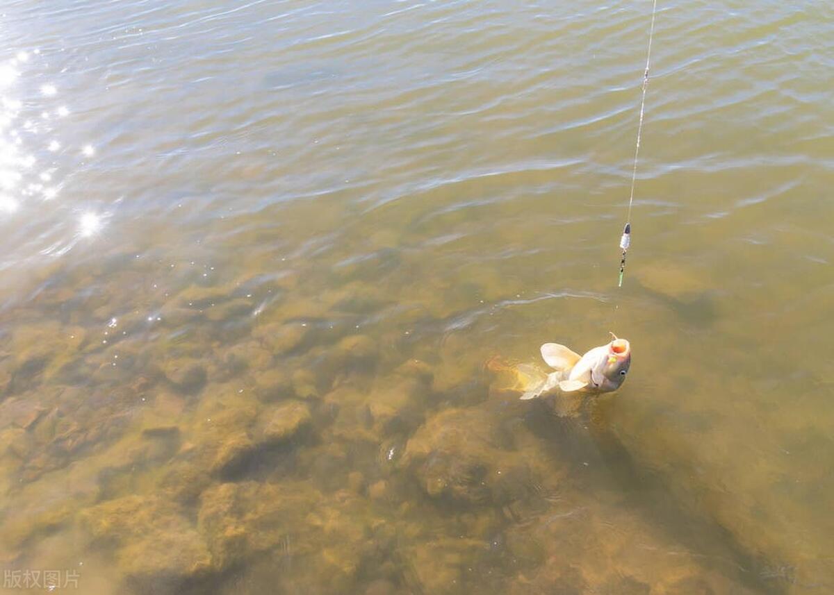 邓刚最新钓鱼视频用什么竿,邓刚钓鲫鱼竿子多长