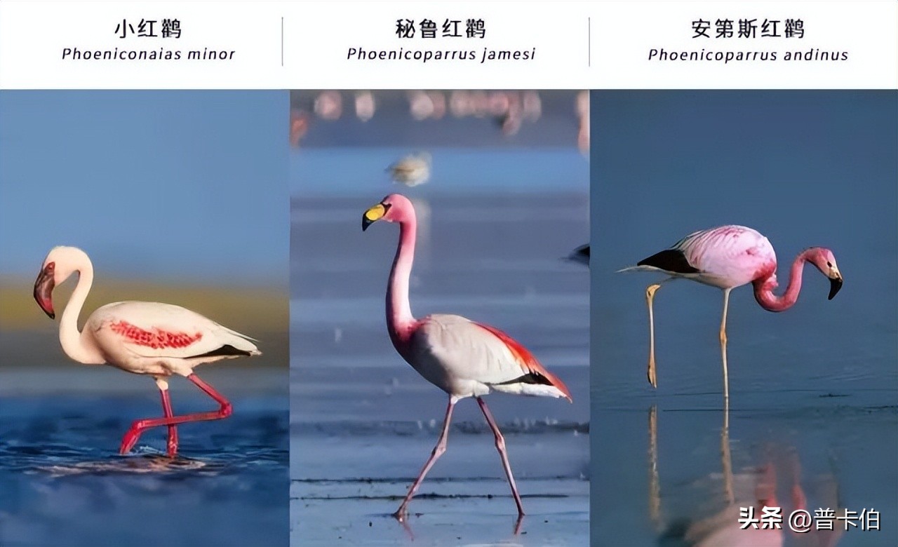 火烈鸟天生是白色的吗,火烈鸟羽毛是不是天生的