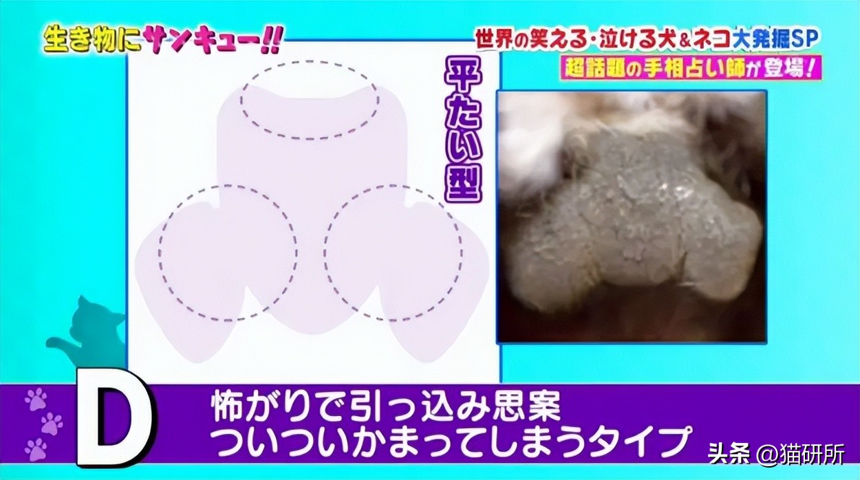 猫咪的肉垫看性格,猫咪肉垫形状代表什么性格