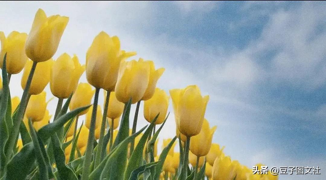 郁金香的花貌和郁金香的花语,各种颜色郁金香的花语是什么