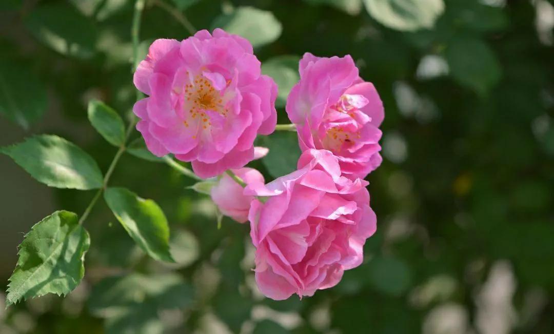 促花神器磷酸二氢钾,促花用花多多好还是磷酸二氢钾好