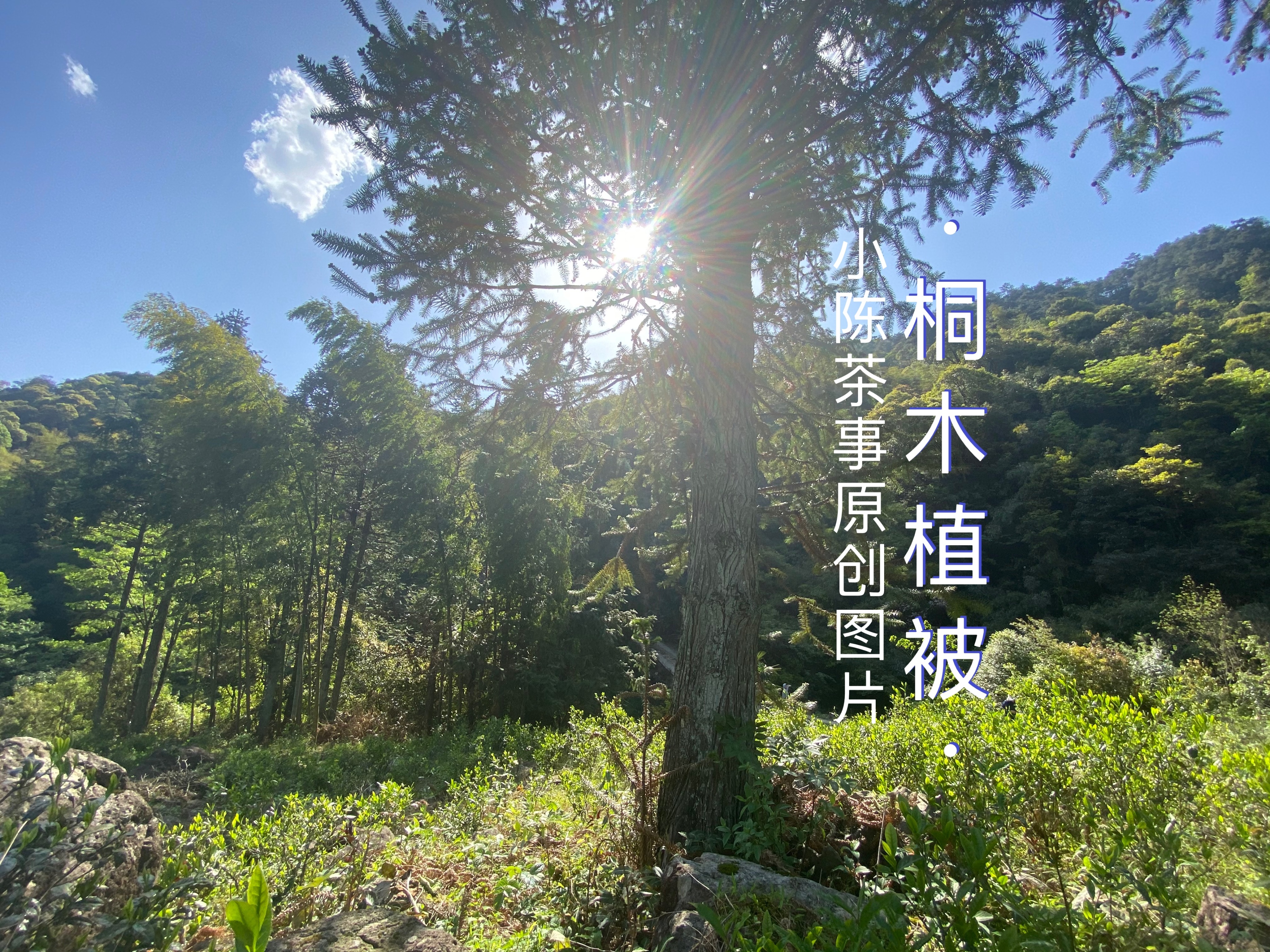 红茶金骏眉的价位,红茶金骏眉好点多少钱一斤