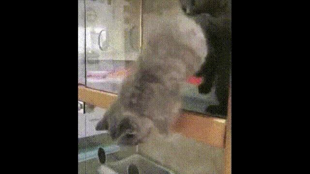 液体猫是真的吗,为什么都说猫咪是液体猫