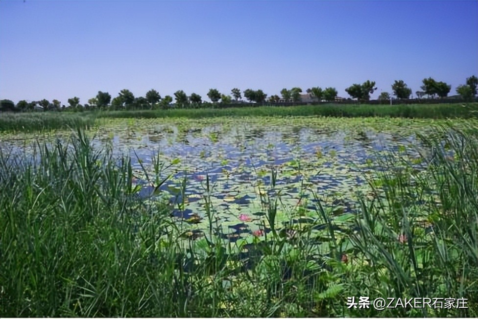 石家庄早新闻,早新闻完整内容