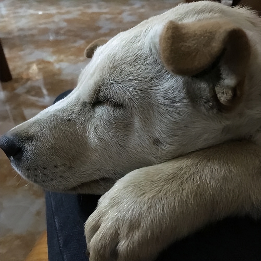 寿命短的8种狗狗有你正在养的吗,寿命短的狗狗特征