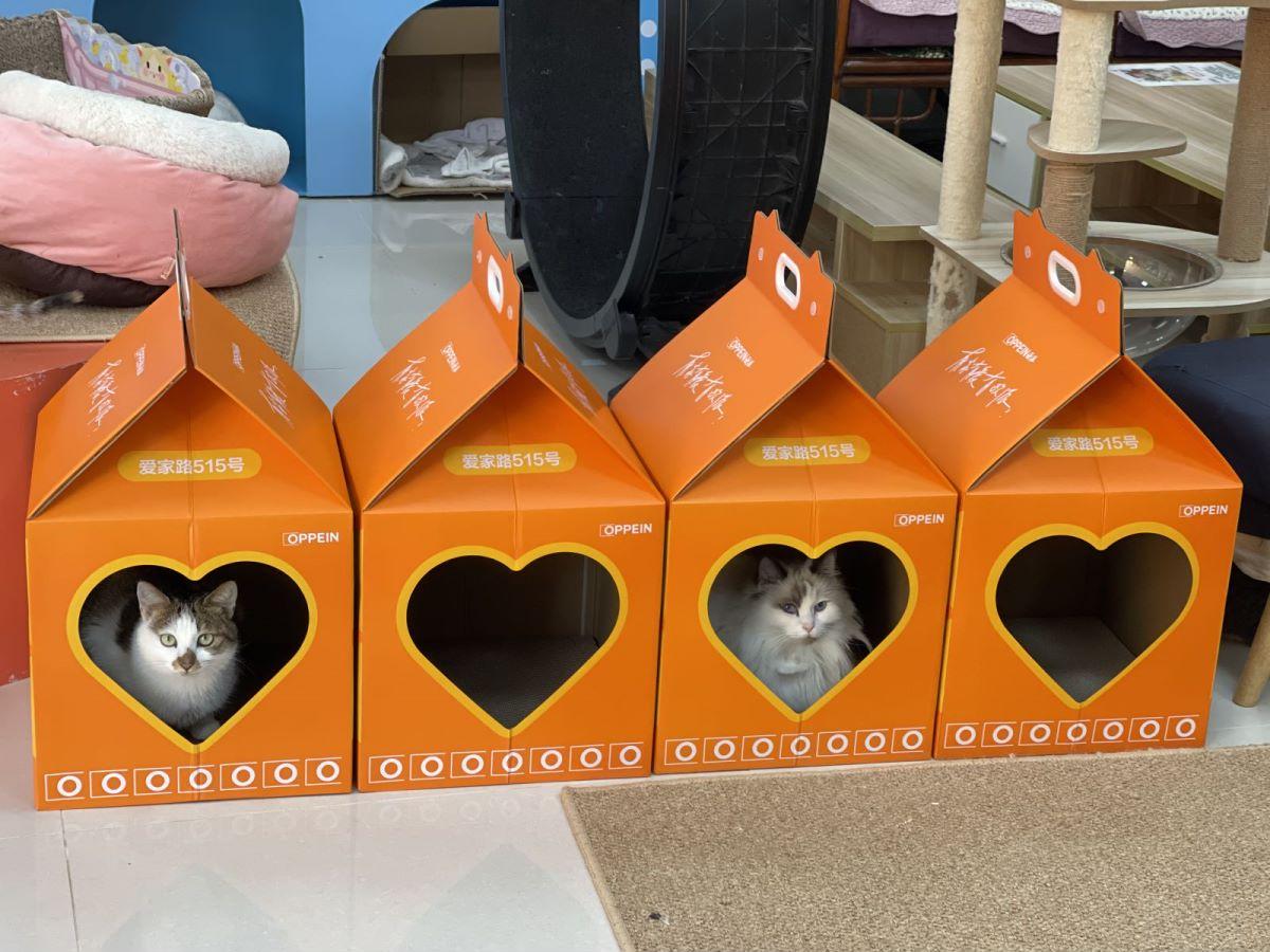 为爱定制一个家,为流浪猫爱心筹款