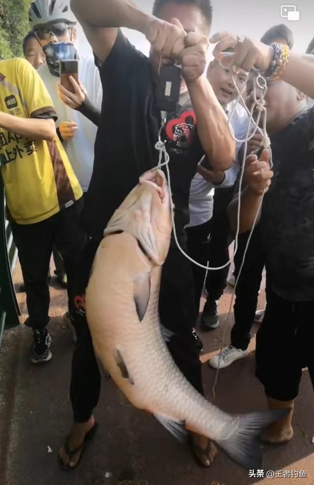 广西柳州野钓人,广西柳州钓鱼者