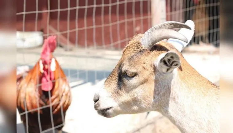 日本农场黑羊学人类行走，诱母鸡到屋内吃掉，羊真是魔鬼的化身？