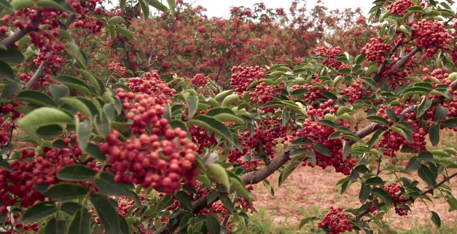 第一届韩城花椒大会 (2022韩城第五届花椒大会)