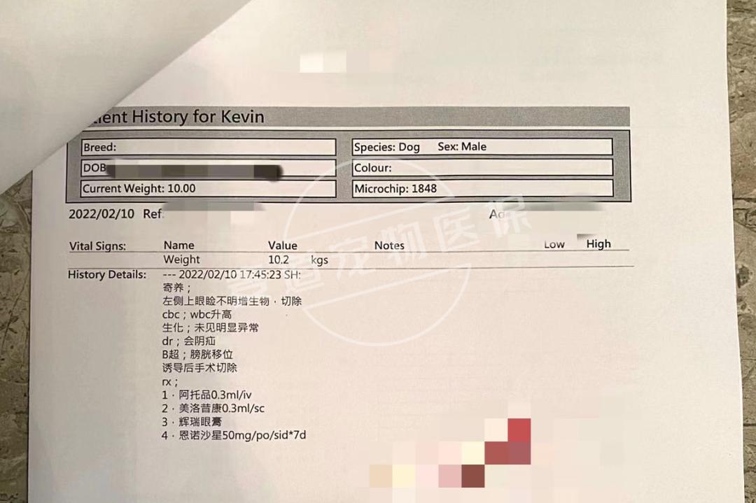 狗狗眼睛是恶魔之眼,狗狗眼睛是玻璃眼