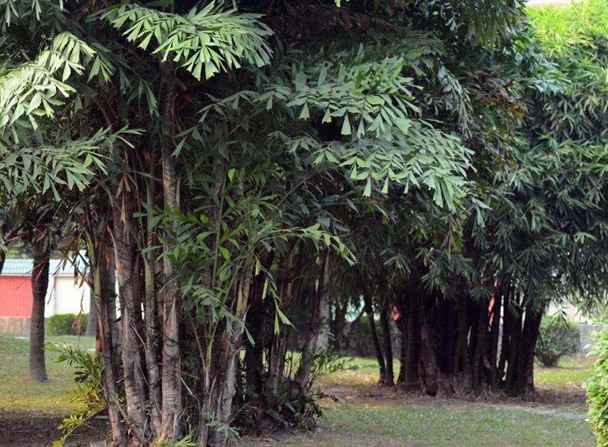 迪拜适合养什么植物,迪拜常见花草