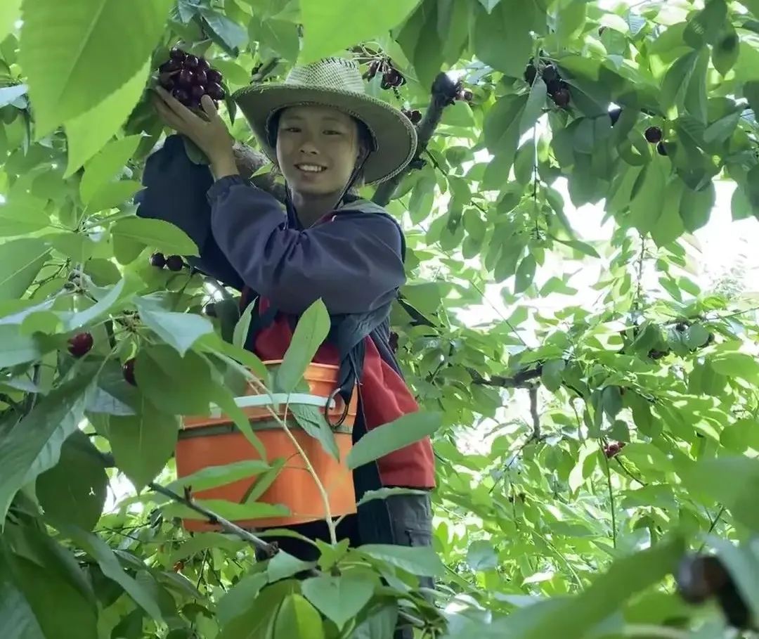 中国流浪女在新西兰,中国姑娘在新西兰街头流浪