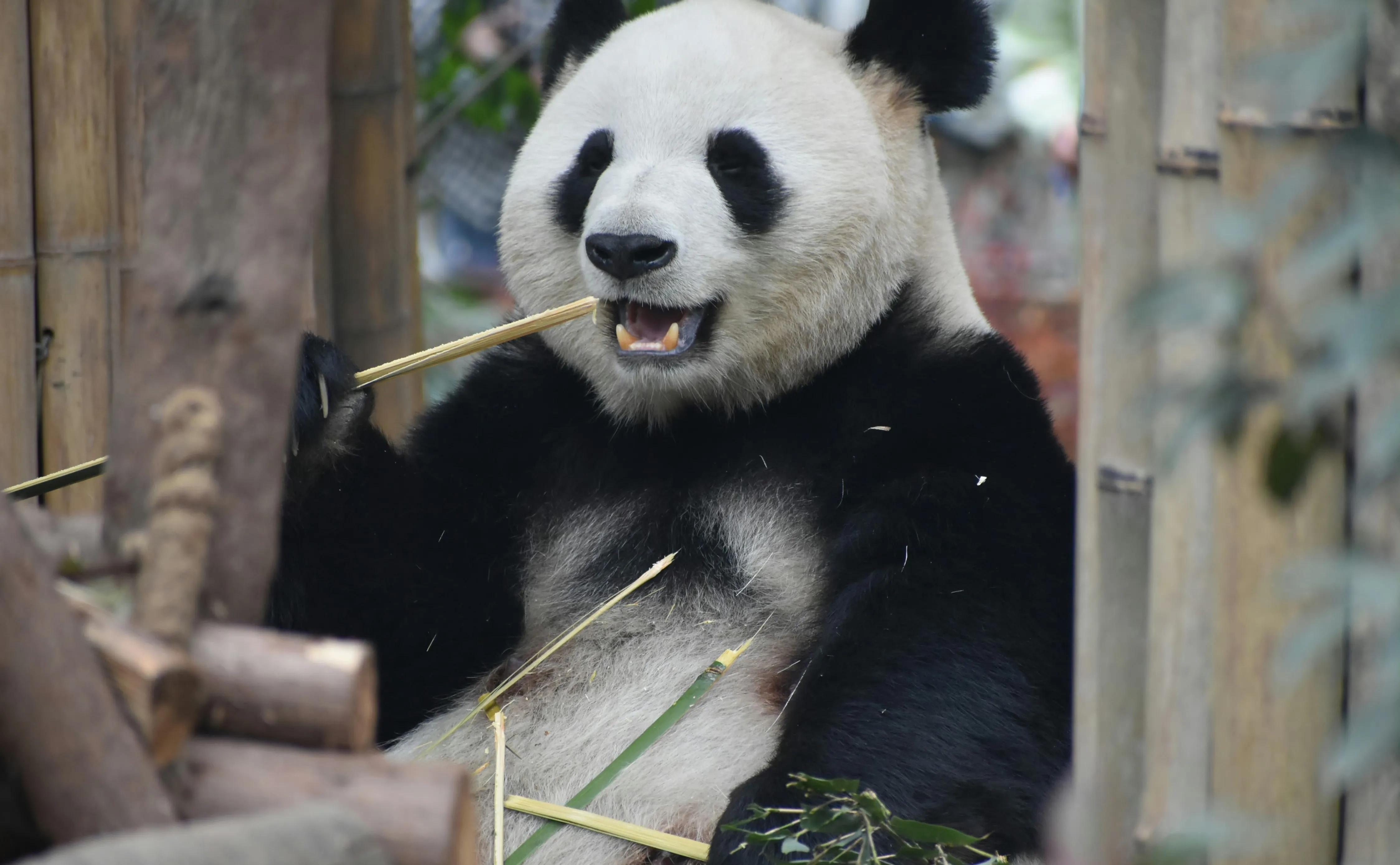 曾经的熊猫天团—爱疯六组合