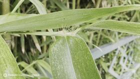 心心念念的华为mate50pro终于到手了,日常使用值得买华为mate50pro吗