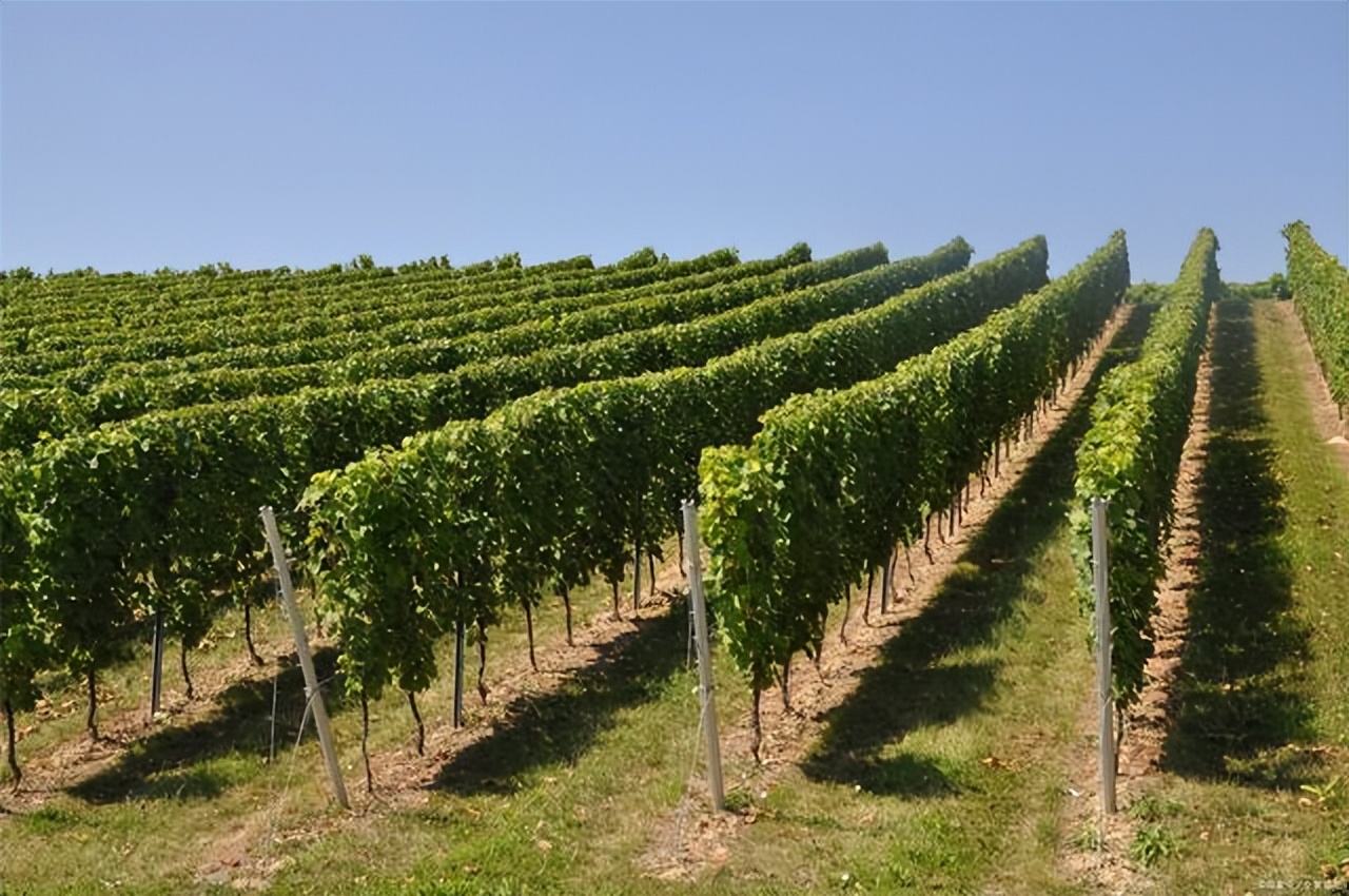 农村土地承包有前景吗,土地承包种什么最有前景