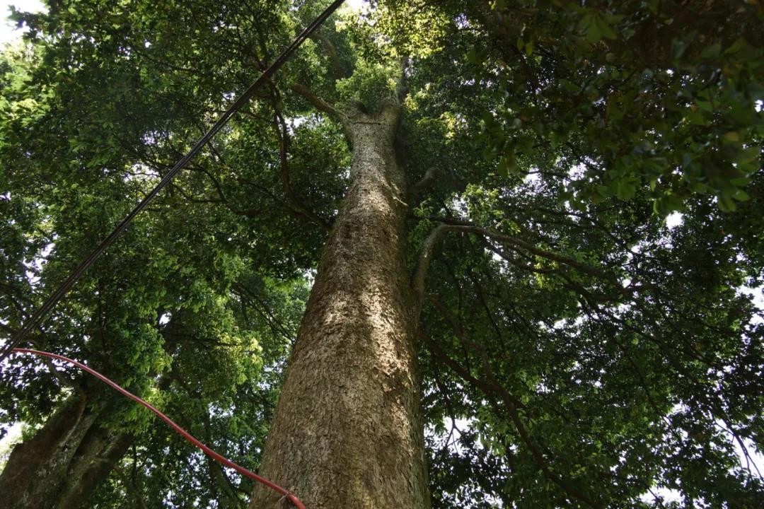 佛串材质推荐,佛珠串什么材质好