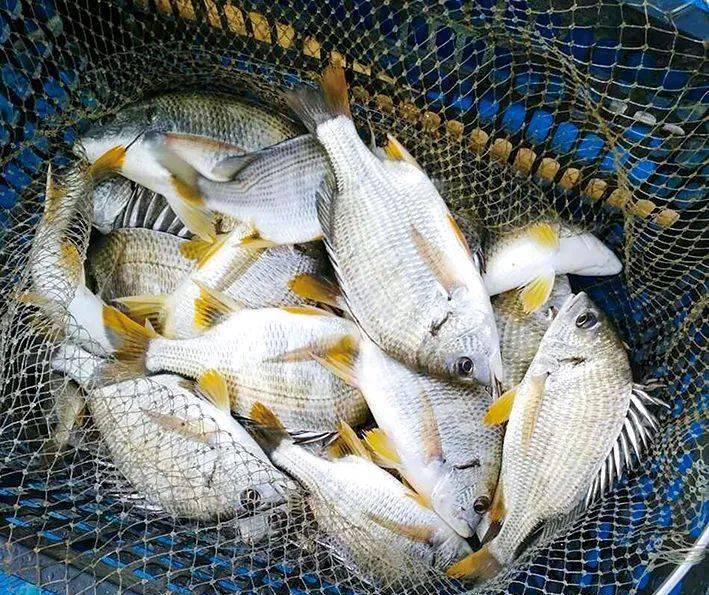 内循环环形跑道或圆形跑道养鱼,养鱼养殖场利润模式