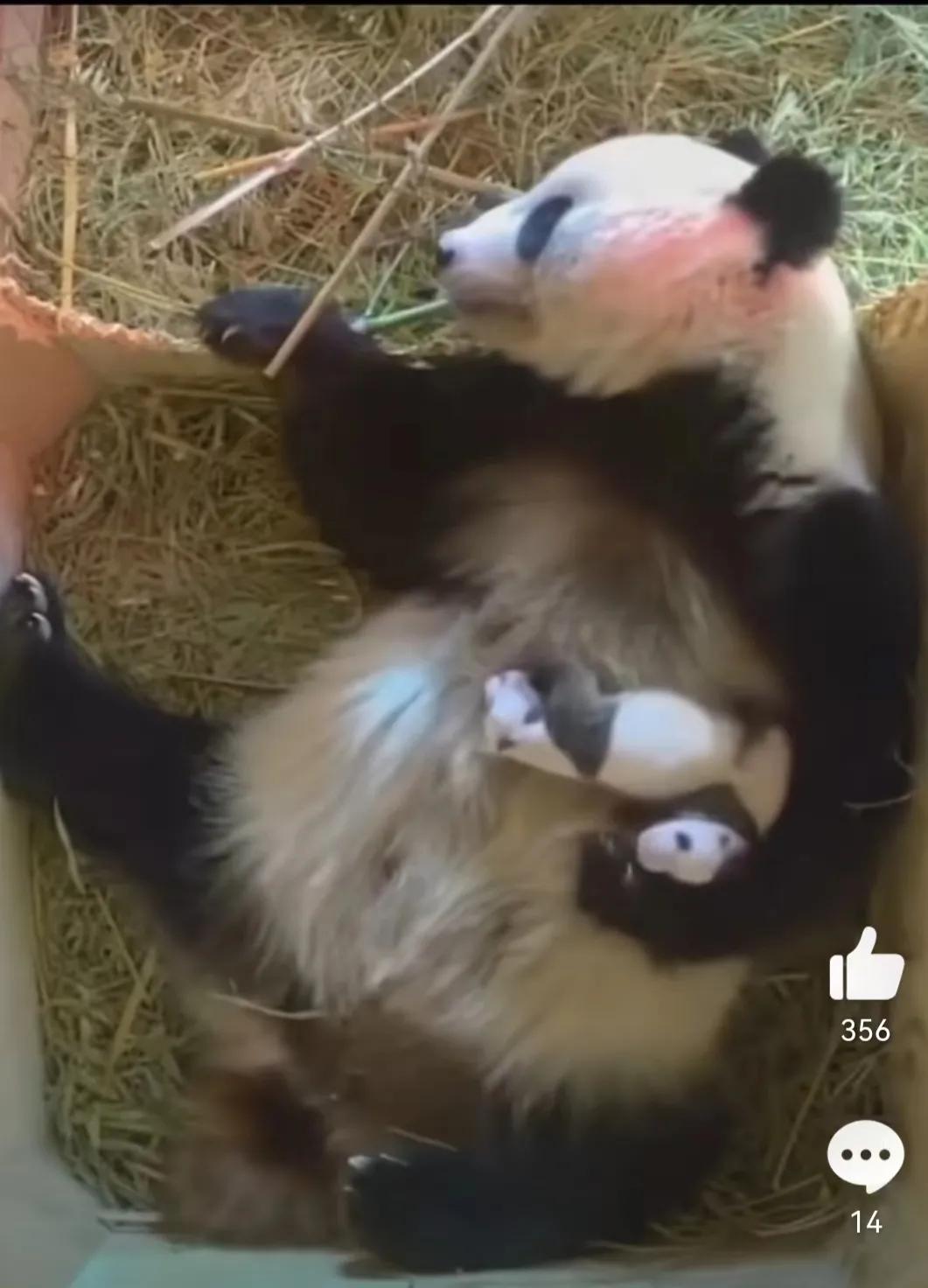 熊猫的母性有多强，那些在幸福和痛苦双重煎熬下的熊猫妈妈们