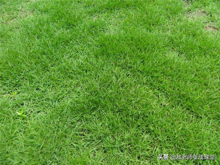 草坪园林景观设计,园林景观和草坪景观区别