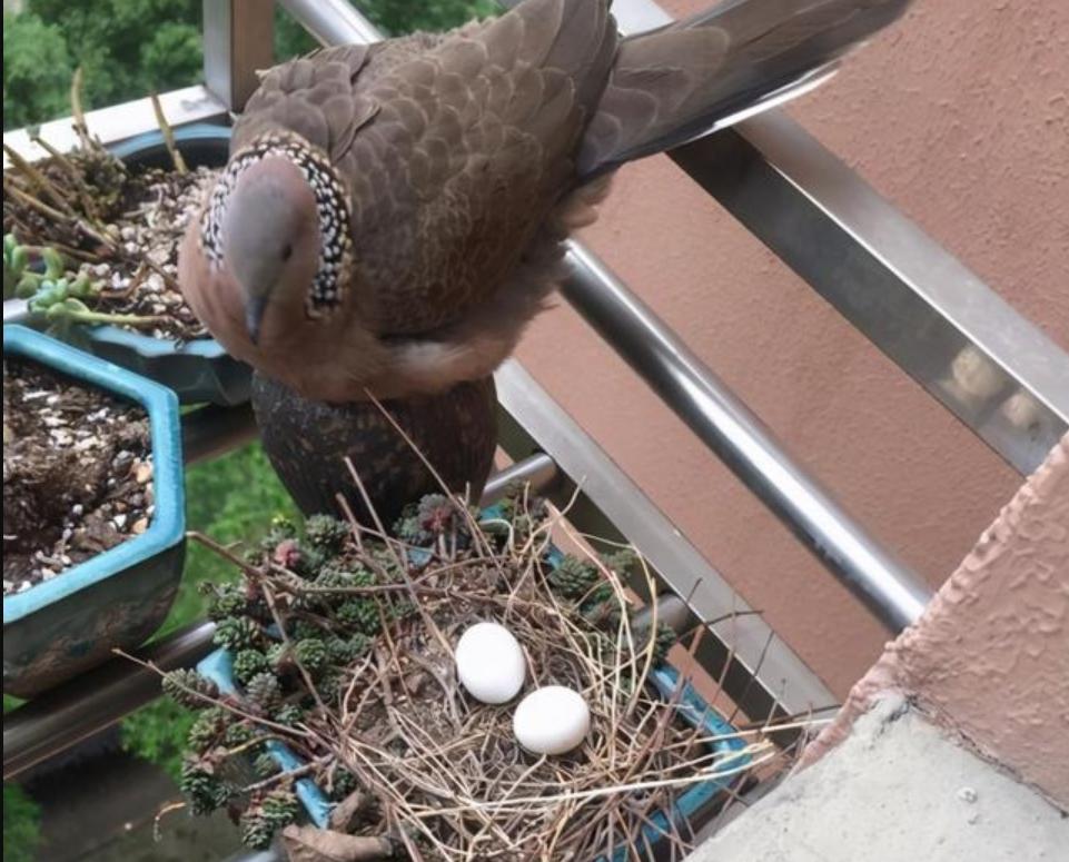 中国常见的斑鸠,斑鸠为何很少看到斑鸠巢穴