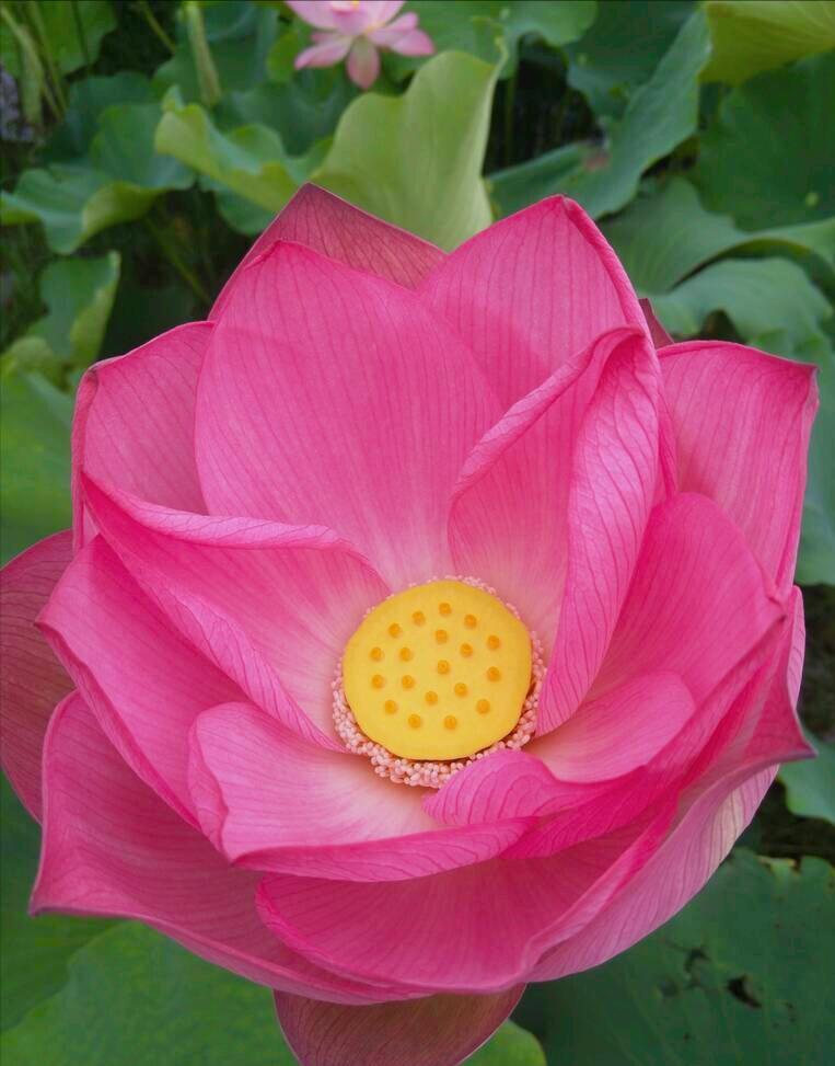 一花一惊艳，爱在夏花中，荷花别样红，莲叶无穷碧，弄花香满衣