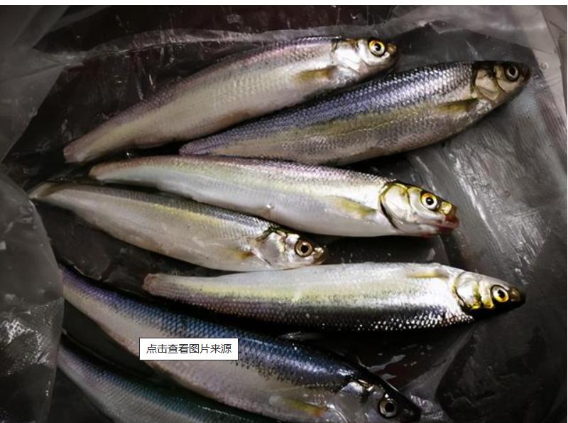 云南抚仙湖鱼的品种,云南抚仙湖生态石锅鱼鱼种