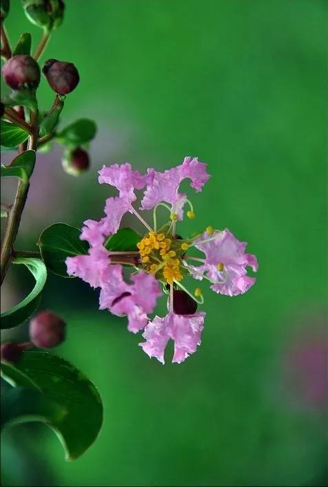 紫薇花壁纸高清全屏,唯美紫壁纸