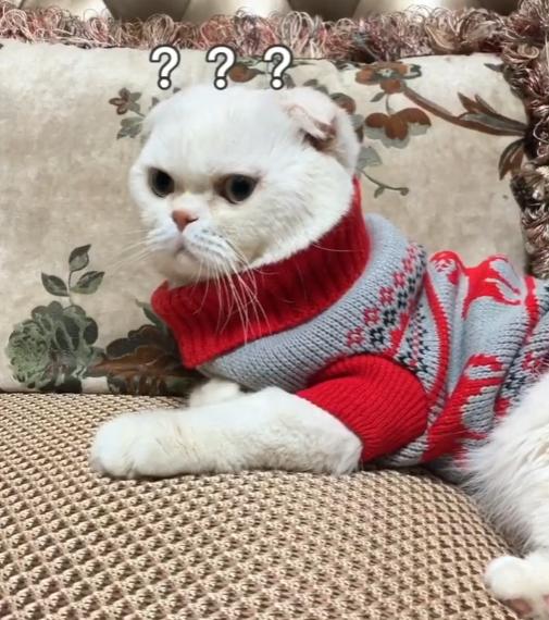 猫界顶流刘二豆,喵界顶流二豆