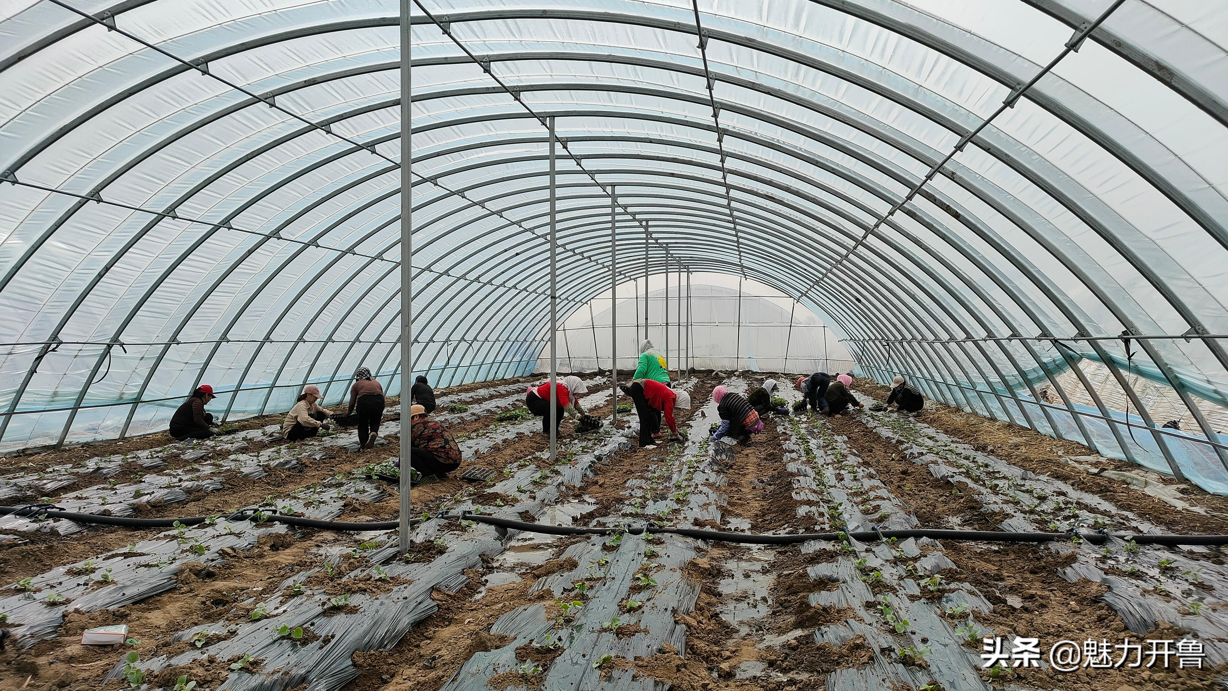种植大棚小甜瓜走上脱贫致富路,内蒙古开鲁县双丰甜蜜香瓜种子