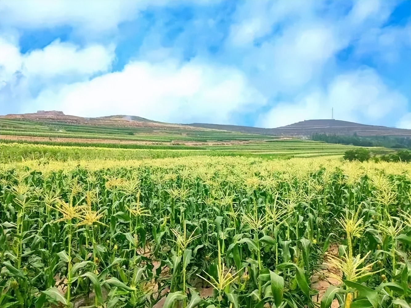 玉米在我国粮食安全中地位,当前玉米是我国第一大粮食作物