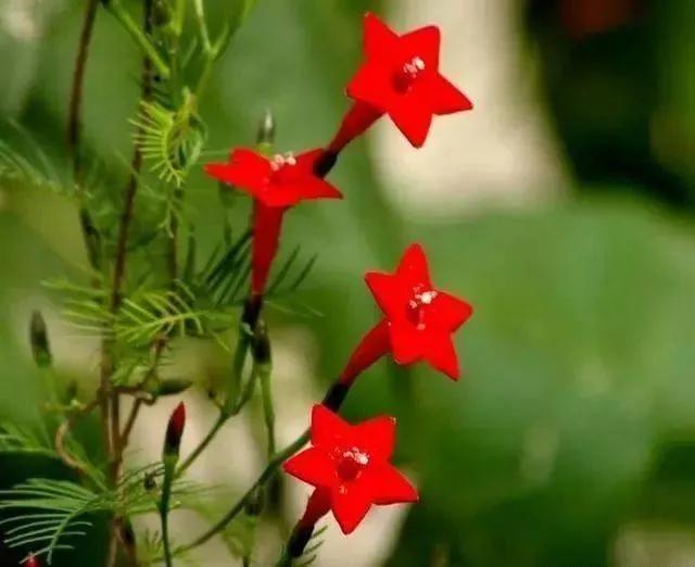 红色的五角星花开在朝阳升起时