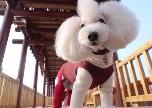 贵宾犬的泪痕怎么治疗,贵宾犬的泪痕很严重眼睛不停眨