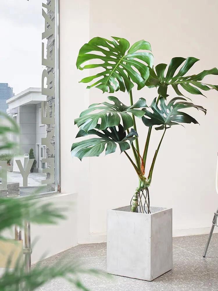 十大客厅大型绿植,五种绿植摆在客厅