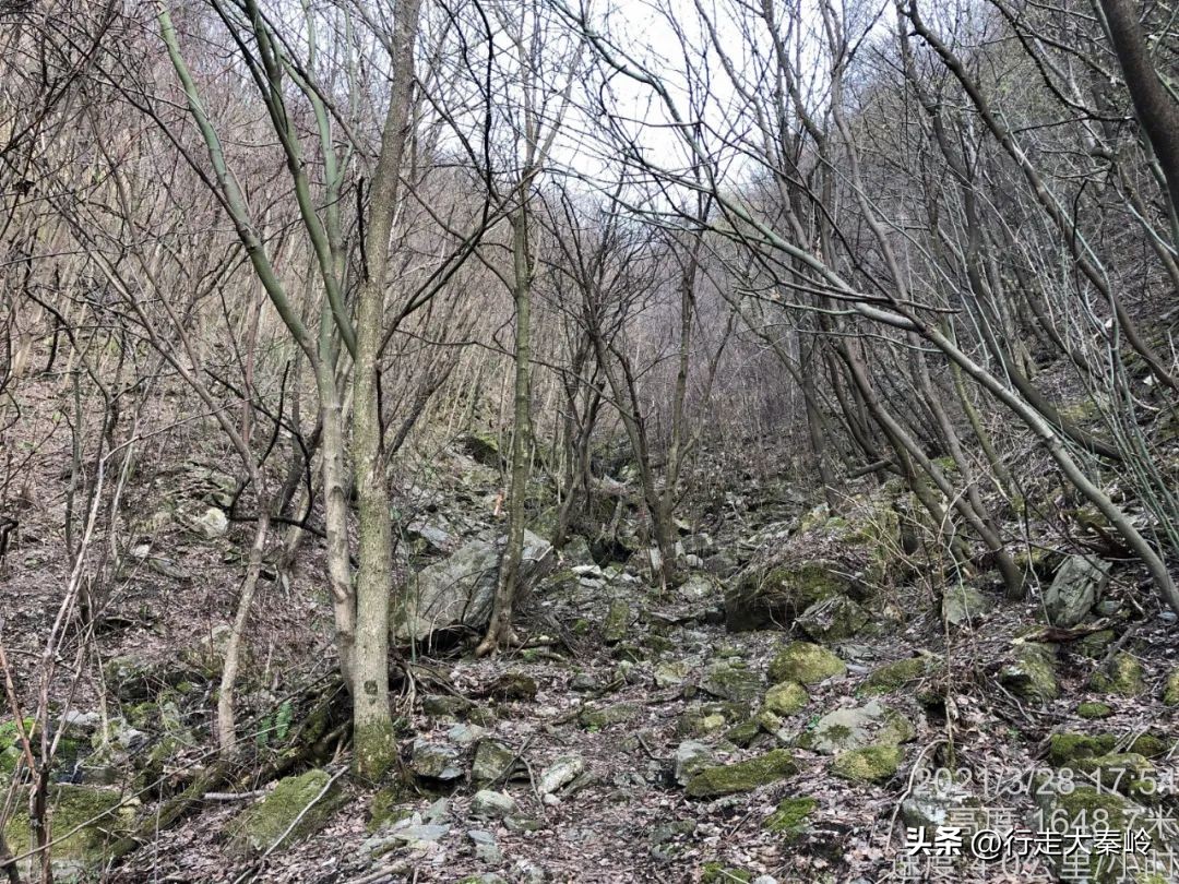 首阳山穿越大坪梁景色怎么样,大坪梁穿越到首阳山攻略