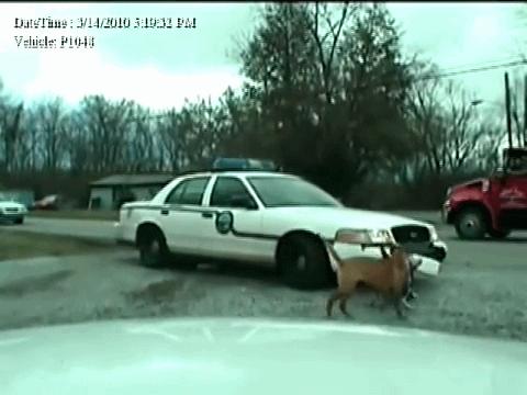 比特犬和二哈哪个厉害,比特犬怎么打不过土狗