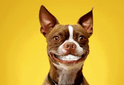 狗狗长得是特别恐怖的吗,现在狗狗都这么神奇吗