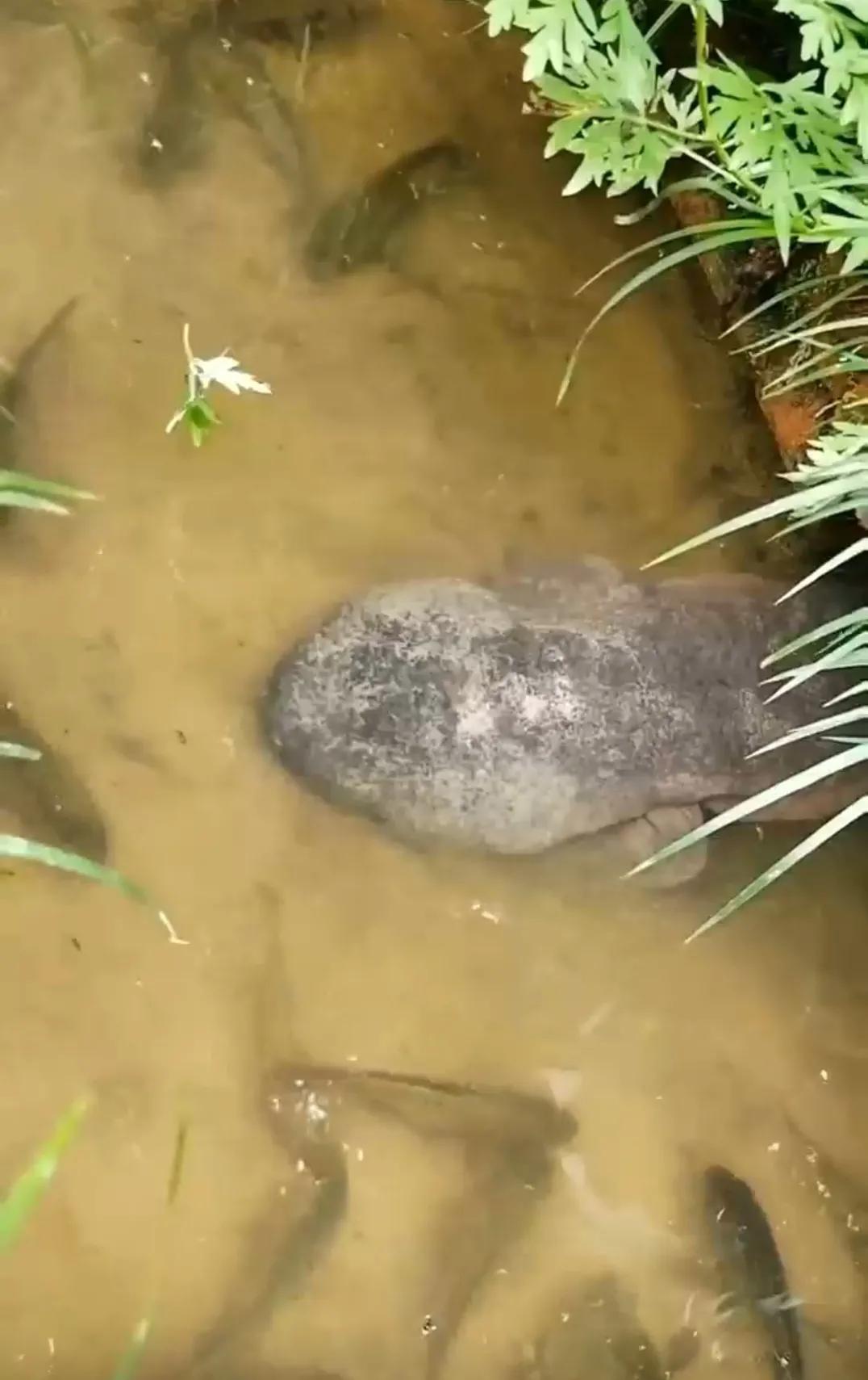 汝阳县娃娃鱼,睢宁土特产娃娃鱼