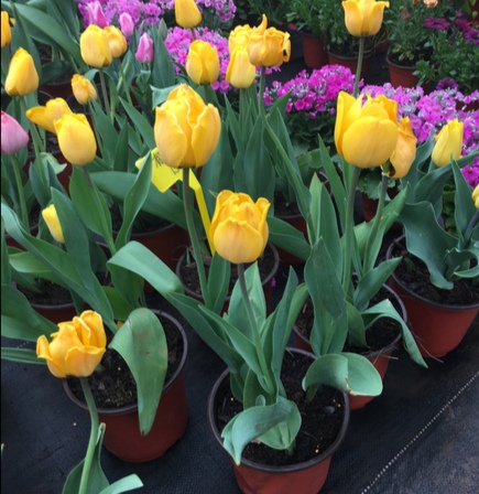 百花齐放春意浓群芳争艳,百花齐放喜迎新春